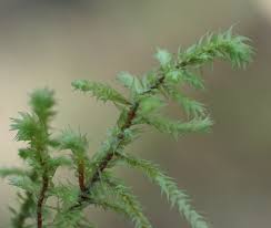 Attēlu rezultāti vaicājumam “Rhytidiadelphus triquetrus sporophyte”