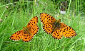 Attēlu rezultāti vaicājumam “Brenthis ino upperside”