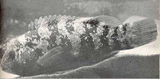 Image result for Tautoga onitis