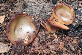 Attēlu rezultāti vaicājumam “Peziza flavida”