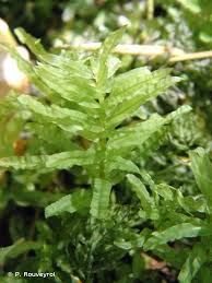 Attēlu rezultāti vaicājumam “Plagiomnium undulatum”