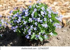 Attēlu rezultāti vaicājumam “Viola canina flower”