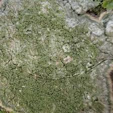 Attēlu rezultāti vaicājumam “Pertusaria coccodes”