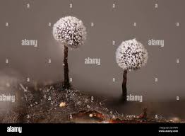 Attēlu rezultāti vaicājumam “Didymium sp.”