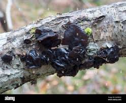 Attēlu rezultāti vaicājumam “Exidia glandulosa”