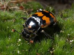 Attēlu rezultāti vaicājumam “Nicrophorus vespillo”