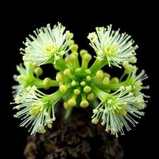 Attēlu rezultāti vaicājumam “Hymenostylium recurvirostrum macro”