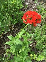 Attēlu rezultāti vaicājumam “Silene chalcedonica fruit”