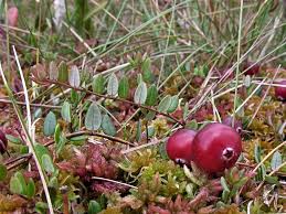 Attēlu rezultāti vaicājumam “Oxycoccus palustris”