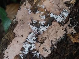 Attēlu rezultāti vaicājumam “Steccherinum fimbriatum”