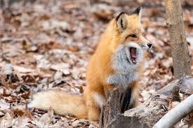 Attēlu rezultāti vaicājumam “Vulpes vulpes”