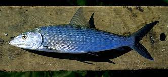 Image result for Albula vulpes