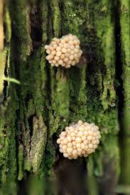 Attēlu rezultāti vaicājumam “Tubifera ferruginosa (subsp. ferruginosa)”