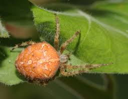 Attēlu rezultāti vaicājumam “Araneus diadematus”