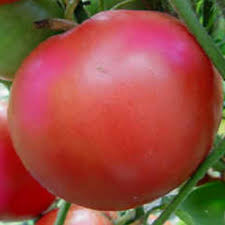 Afbeeldingsresultaat voor caspian pink tomato