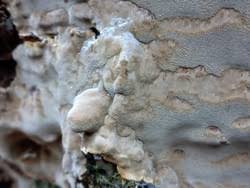 Attēlu rezultāti vaicājumam “Phellinus laevigatus”