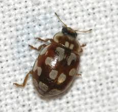 Attēlu rezultāti vaicājumam “Myrrha octodecimguttata”