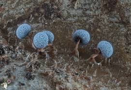 Attēlu rezultāti vaicājumam “Physarum gravidum”