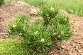 Attēlu rezultāti vaicājumam “Pinus nigra”