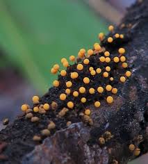 Attēlu rezultāti vaicājumam “Physarum melleum spores”