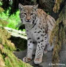 Attēlu rezultāti vaicājumam “Lynx lynx”