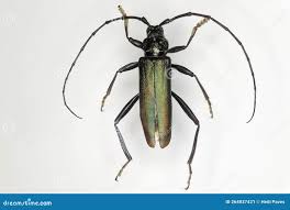 Attēlu rezultāti vaicājumam “Aromia moschata”