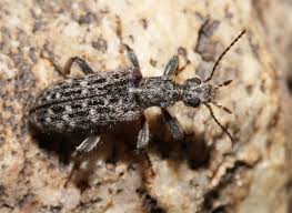 Attēlu rezultāti vaicājumam “Anthicidae”