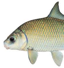 Image result for Cycleptus elongatus