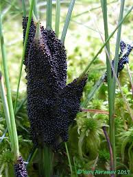 Attēlu rezultāti vaicājumam “Badhamia lilacina”