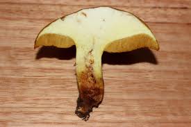 Attēlu rezultāti vaicājumam “Suillus granulatus”