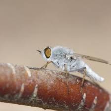 Attēlu rezultāti vaicājumam “Therevidae”