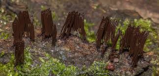 Attēlu rezultāti vaicājumam “Stemonitis flavogenita spores”