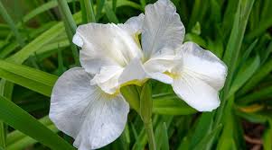 Attēlu rezultāti vaicājumam “Iris sibirica leaf”