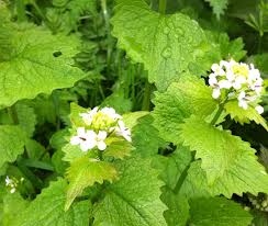 Attēlu rezultāti vaicājumam “Mercurialis perennis bud”