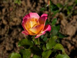 Attēlu rezultāti vaicājumam “Rosaceae”