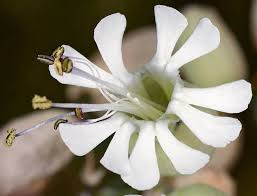 Attēlu rezultāti vaicājumam “Silene vulgaris flower”