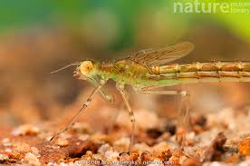 Attēlu rezultāti vaicājumam “Lestidae”