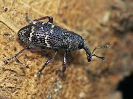 Attēlu rezultāti vaicājumam “Hylobius pinastri”