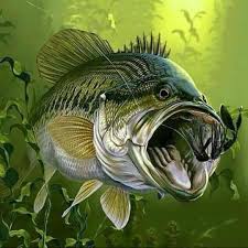 Image result for Ulverston Angling Association