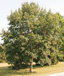 Attēlu rezultāti vaicājumam “Quercus rubra”