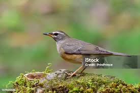 Image result for Turdus obscurus