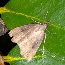 Attēlu rezultāti vaicājumam “Hypena rostralis”