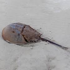 Image result for Limulus polyphemus