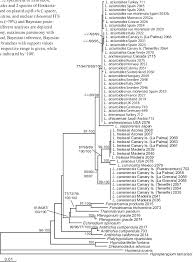Attēlu rezultāti vaicājumam “Antitrichia curtipendula sporophyte”