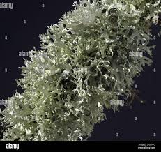 Attēlu rezultāti vaicājumam “Parmelina tiliacea”