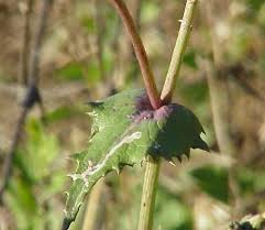 Attēlu rezultāti vaicājumam “Sonchus oleraceus leaf”