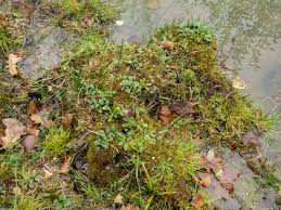 Attēlu rezultāti vaicājumam “Campyliadelphus elodes”