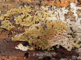 Attēlu rezultāti vaicājumam “Ceriporia viridans”