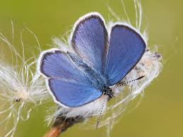 Attēlu rezultāti vaicājumam “Vacciniina optilete underside”