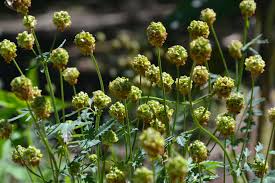 Image result for Sanguisorba minor